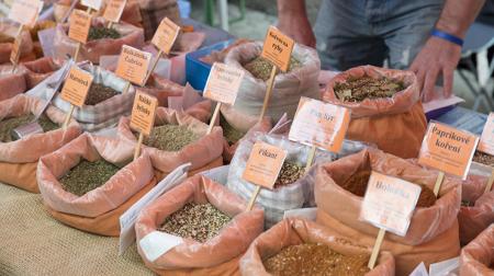 Karlovarské farmářské trhy lákají vůbec poprvé na cibulky botanických tulipánů