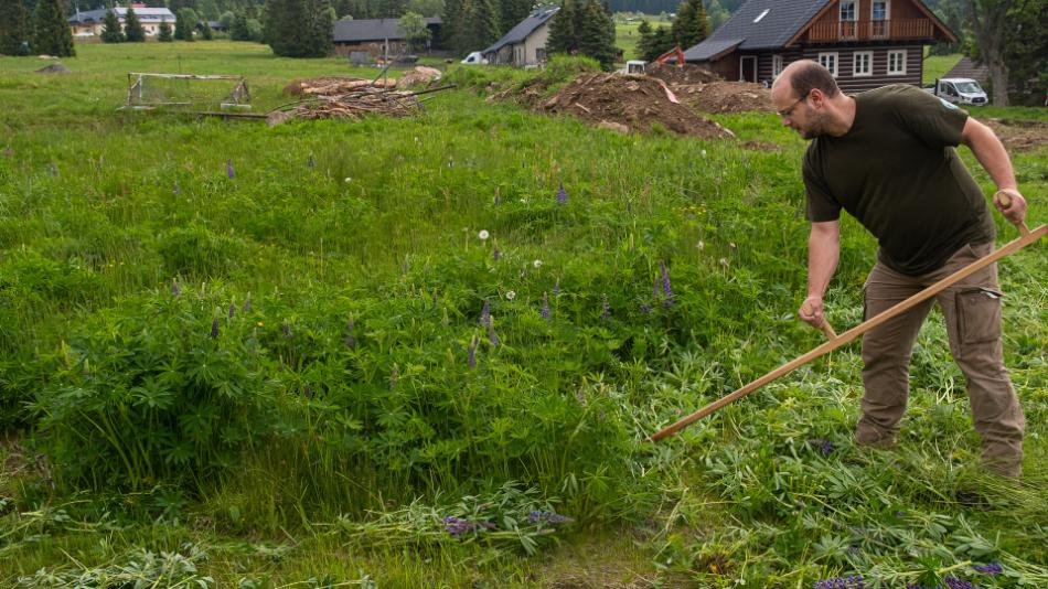 Na Šumavě se za 15 let výrazně rozmnožila invazivní lupina mnoholistá