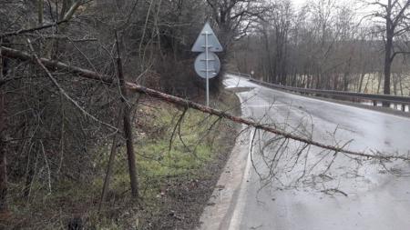 Na Šumavě hrozí zvýšené nebezpečí pádů stromů