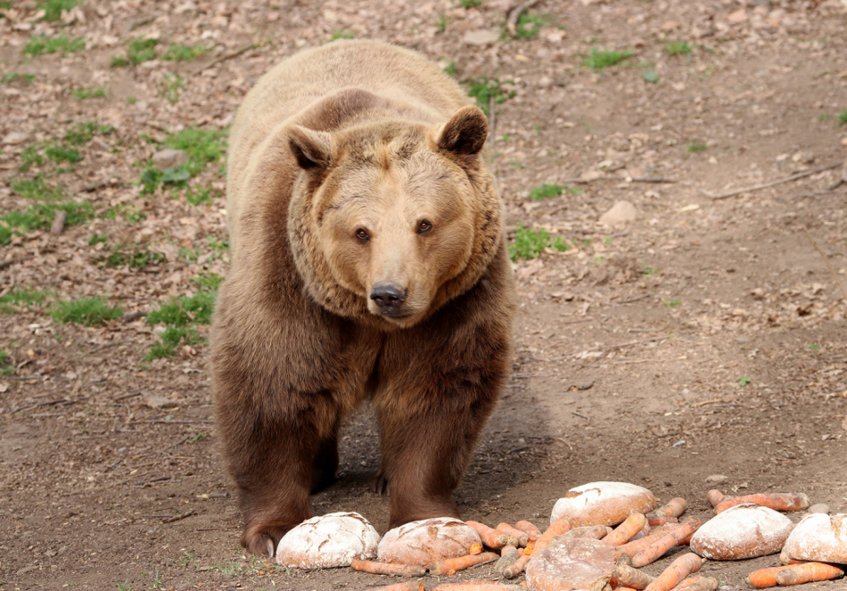 medved-hnedy-ursus-arctos-15-4-2020-km-upr (7)