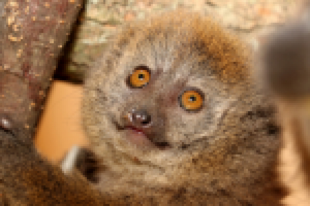 lemur-rakosovy-hapalemur-alaotrensis-8-6-2020-km-upr-mini (22)