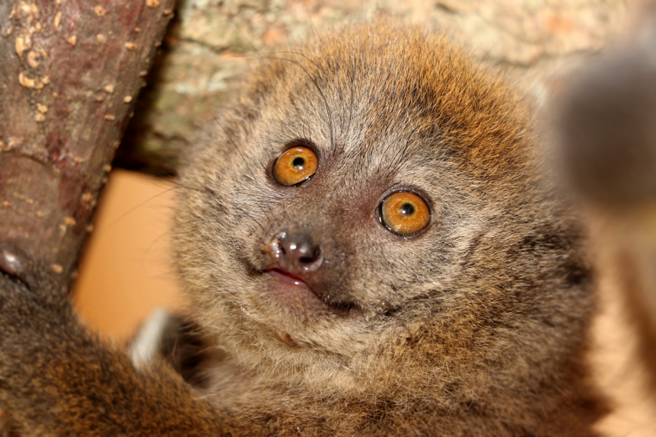 lemur-rakosovy-hapalemur-alaotrensis-8-6-2020-km-upr-mini (22)