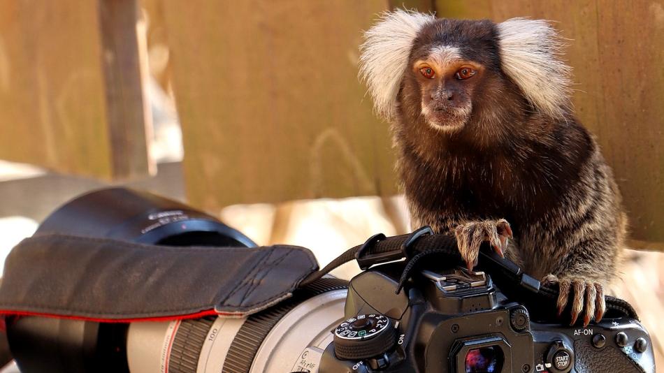 Plzeňská ZOO vyhlásila zimní soutěž pro amatérské fotografy