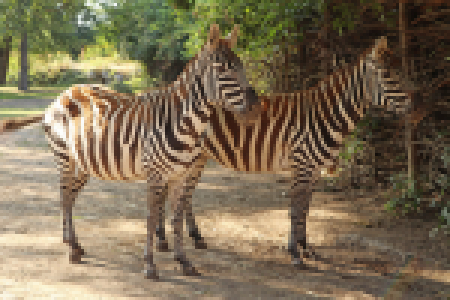 zebra-bezhriva-mini (8)
