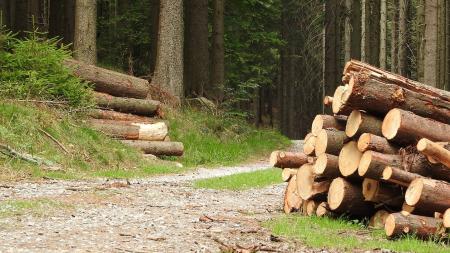 Cyklisté fyzicky napadli u Gerlovy Hutě řidiče kamionu s kůrovcovým dřevem