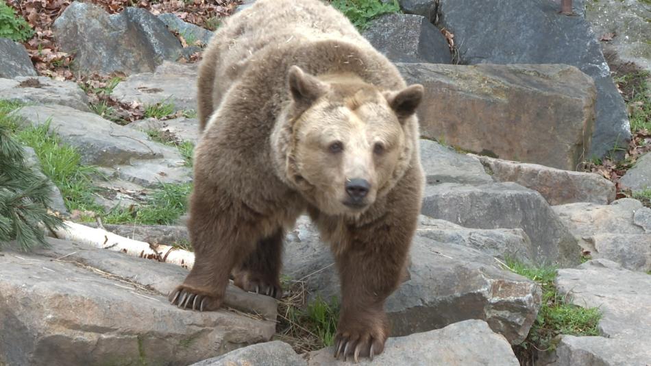 Medvědi v plzeňské zoo už jsou vzhůru