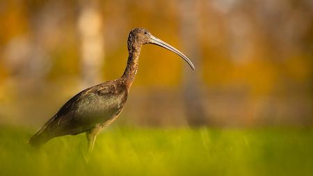 Na čem vlastně závisí cestování ibisí? Záhada ptačích migrantů