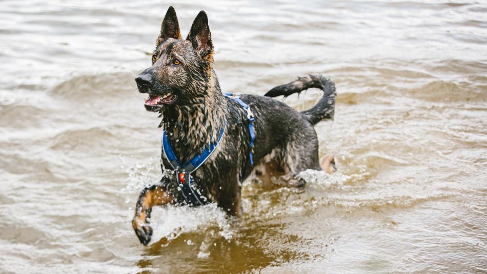 Mezinárodní soutěž záchranných psů se bude konat v září u přehrady Hracholusky