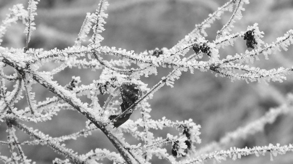 Meteorologové varují před mrazy. Mohou poškodit stromy!