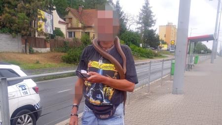 Muž cestoval tramvají po Plzni s hadem omotaným okolo krku