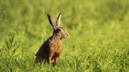 Myxomatóza zajíců se objevila ve Zlínském kraji. Jeden případ hlásí Ostrožská Nová Ves