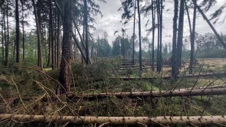 Lesy města Rokycany pokračovaly v rekordním zalesňování. Čísla těžby ukazují vrchol gradace kůrovce