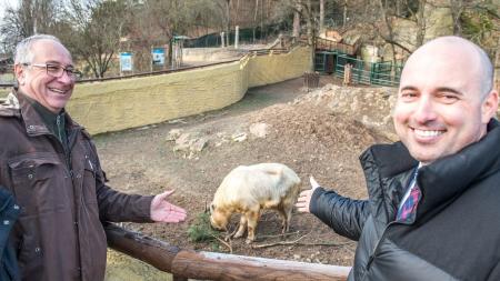 Plzeňská zoo začala chovat takiny čínské