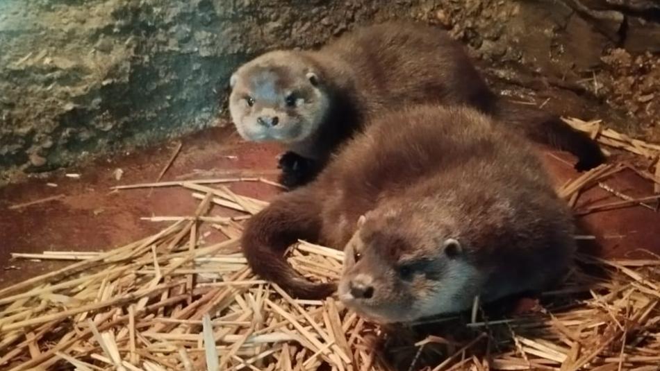 V zoo Plzeň se v březnu narodily dvě vydry, až nyní začínají vycházet do výběhu