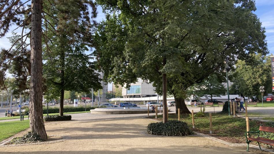 Dub před muzeem v Plzni je zatím bezpečný, ale přijde o část koruny
