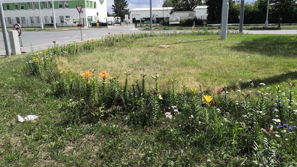 Plzeňský centrální obvod zdobí liliové a květnaté louky