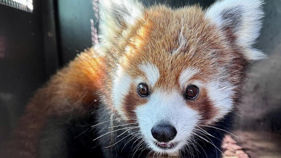 Nová panda červená v ZOO Plzeň dnes slaví 1. narozeniny
