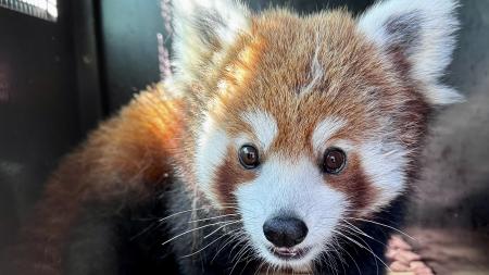 Nová panda červená v ZOO Plzeň dnes slaví 1. narozeniny
