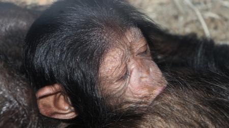 Plzeňská zoo hlásí roztomilý přírůstek, přivítala na svět malého šimpanze!