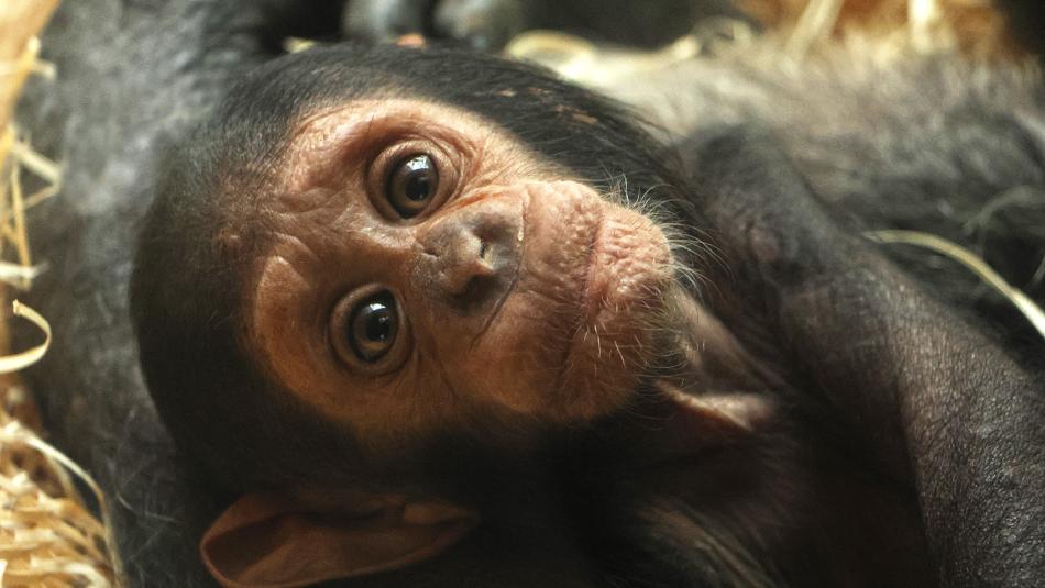 Tříměsíční šimpanz v plzeňské zoo dostal jméno Dumay