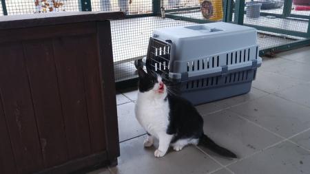 Překvapený majitel našel na zahradě tři koťata. Někdo je tam odhodil!