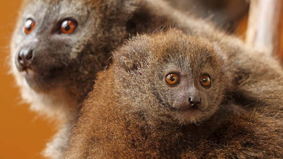 V zoo Plzeň se narodilo desáté mládě kriticky ohroženého rákosového lemura