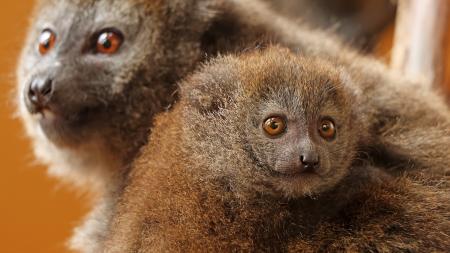 V zoo Plzeň se narodilo desáté mládě kriticky ohroženého rákosového lemura