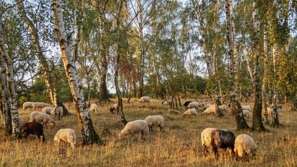 Ochránci přírody se starají o cenný lesík na Domažlicku, cesta k němu zatím nevede