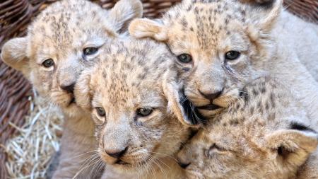 Lví čtyřčata v plzeňské zoo by mohli návštěvníci poprvé vidět za dva týdny