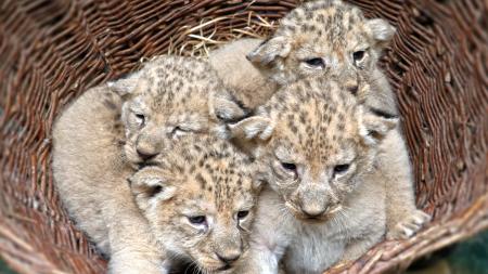 V plzeňské zoo se narodila čtyřčata vzácných lvů berberských