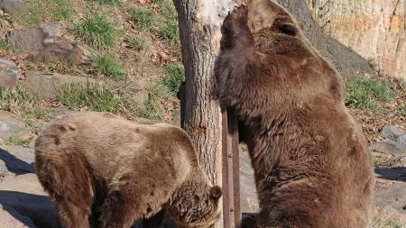V plzeňské zoo se po zimním spánku probudili všichni tři medvědi