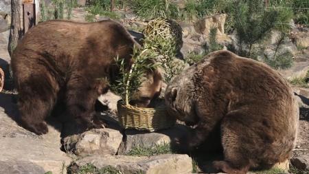 VIDEO: Medvědi v plzeňské ZOO oslavili narozeniny
