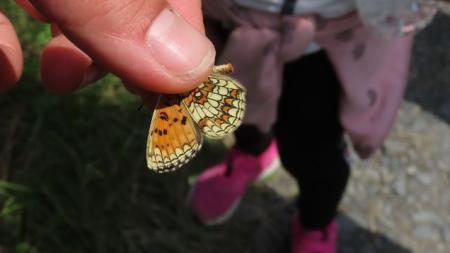 V CHKO Český les objevili nový druh motýla