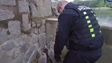 VIDEO: Plzeňští strážníci v létě řeší řadu kuriózních případů