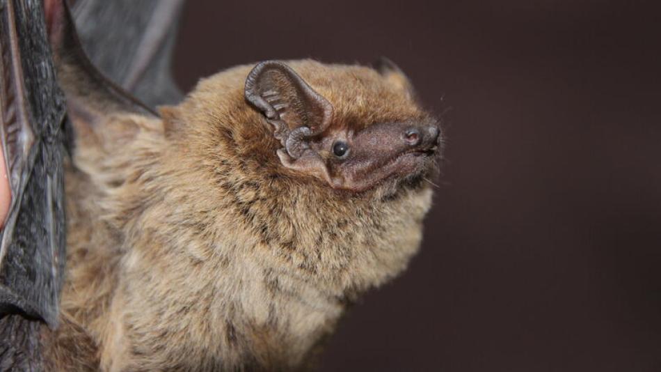 V CHKO Český les objevili přírodovědci 8 druhů netopýrů. Jeden z nich je velmi vzácný