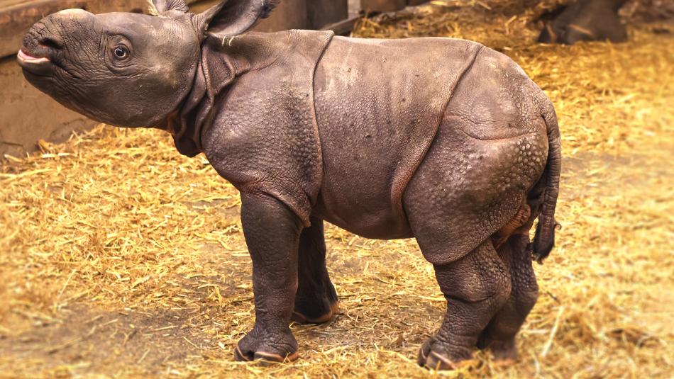 Radost v plzeňské zoo. Na svět přivítali mládě nosorožce
