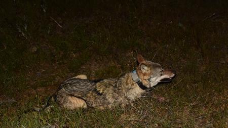 Vlci pod drobnohledem. Zoologové nonstop sledují jejich pohyb na Šumavě