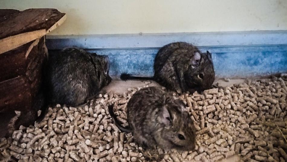 Žena našla u kontejnerů klec s opuštěnými osmáky