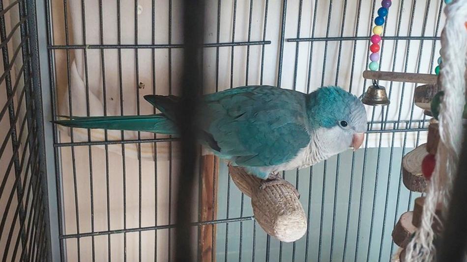 Chtěl pozdravit sousedku a netrefil pak domů