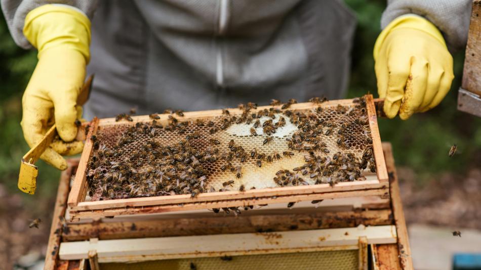 Více úlů i noví včelaři. Karlovarský kraj investuje do ochrany přírody