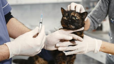 V Karlovarském kraji startuje víkendová veterinární pohotovost pro domácí mazlíčky