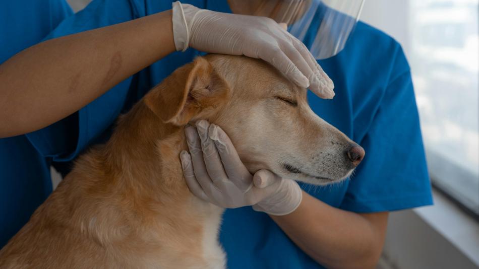 Karlovarský kraj láká budoucí veterináře: Čtyři studenti získají stipendia za skoro 400 tisíc korun