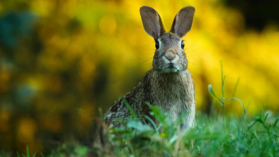 Kraj podpoří chovatele a myslivce: Peníze půjdou i na akce pro děti