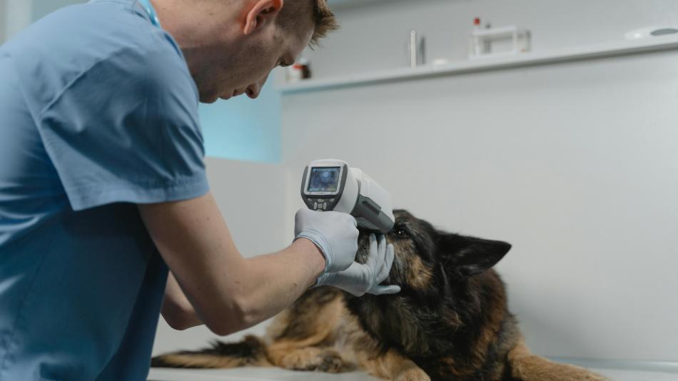 Mazlíčci v nouzi se dočkají pomoci. Karlovarský kraj zavádí víkendovou veterinární službu