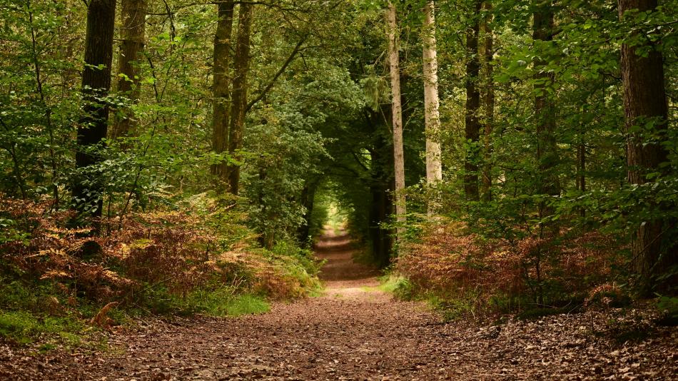 Plzeňský a Karlovarský kraj získá grant od Nadace ČEZ: Upraví turistické tratě a běžecké stopy