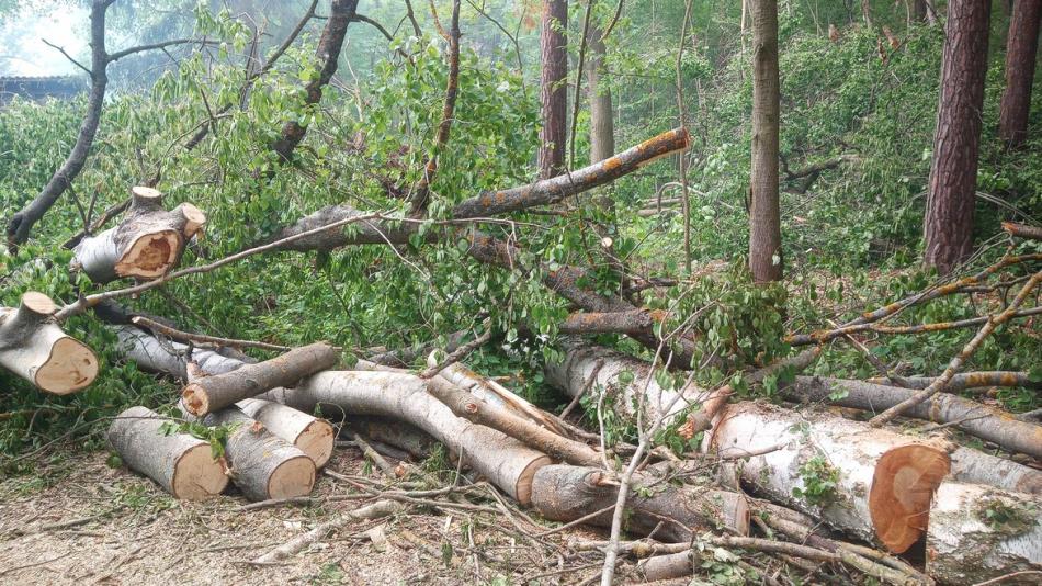 Vítr lámal stromy v městských lesích i parcích v Plzni. Choďte jen po cestách, upozorňuje radnice