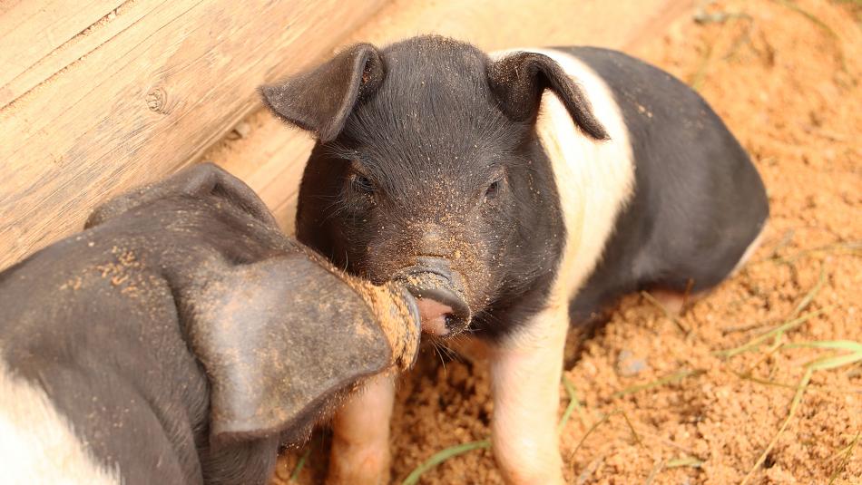 Zoo Plzeň hlásí nové přírůstky. Narodilo se sedm selat přeštického prasete