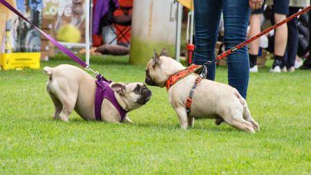 Borský park obsadí čtyřnozí parťáci. Na psí den dorazí i mistryně republiky