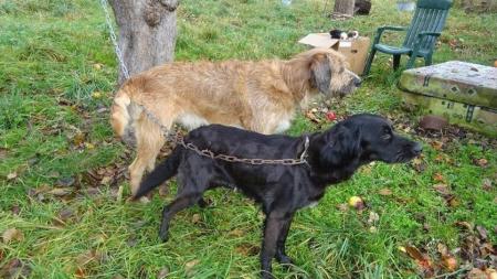 Záchrana ze zdevastované chaty: Veterináři odebrali podvyživené psy