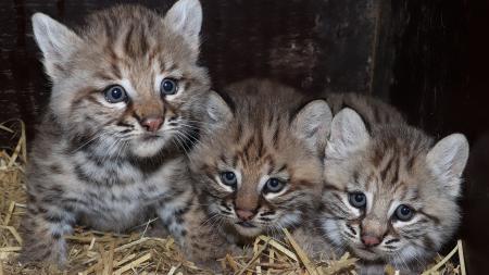 Po roce odchovává plzeňská zoo trojčata rysa červeného